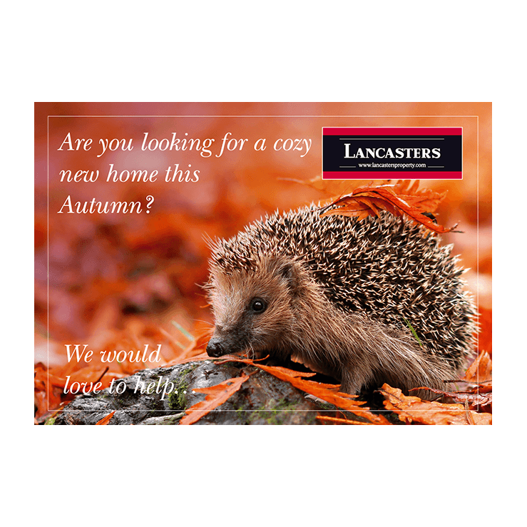 Hedgehog leaflet